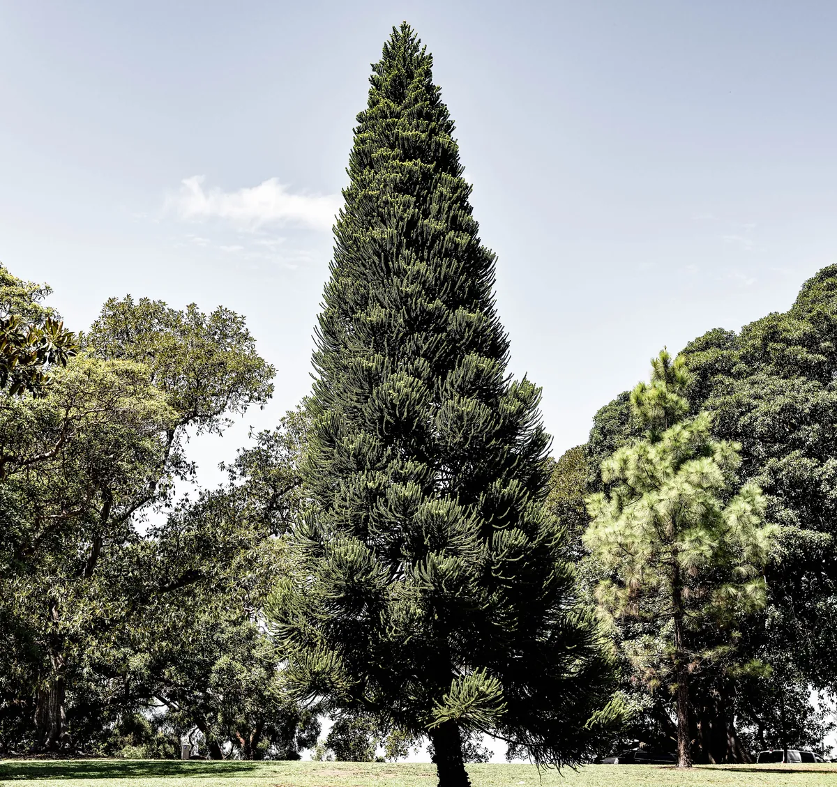 Botanischer Garten Sydney